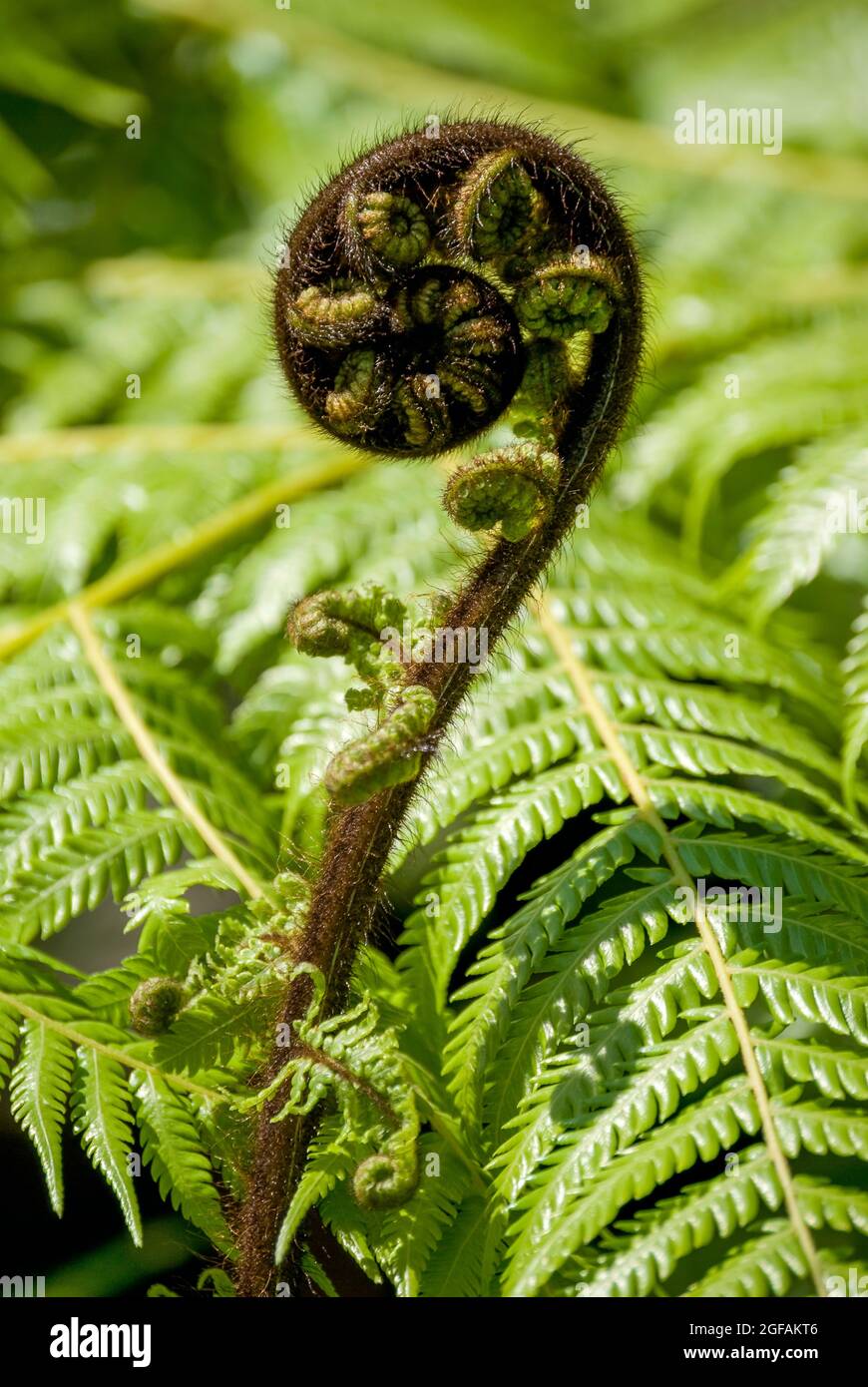 Develando fronda (Koru) del helecho plateado (Alsophila dealbata), Marlborough Sounds, Región de Marlborough, Nueva Zelanda Foto de stock