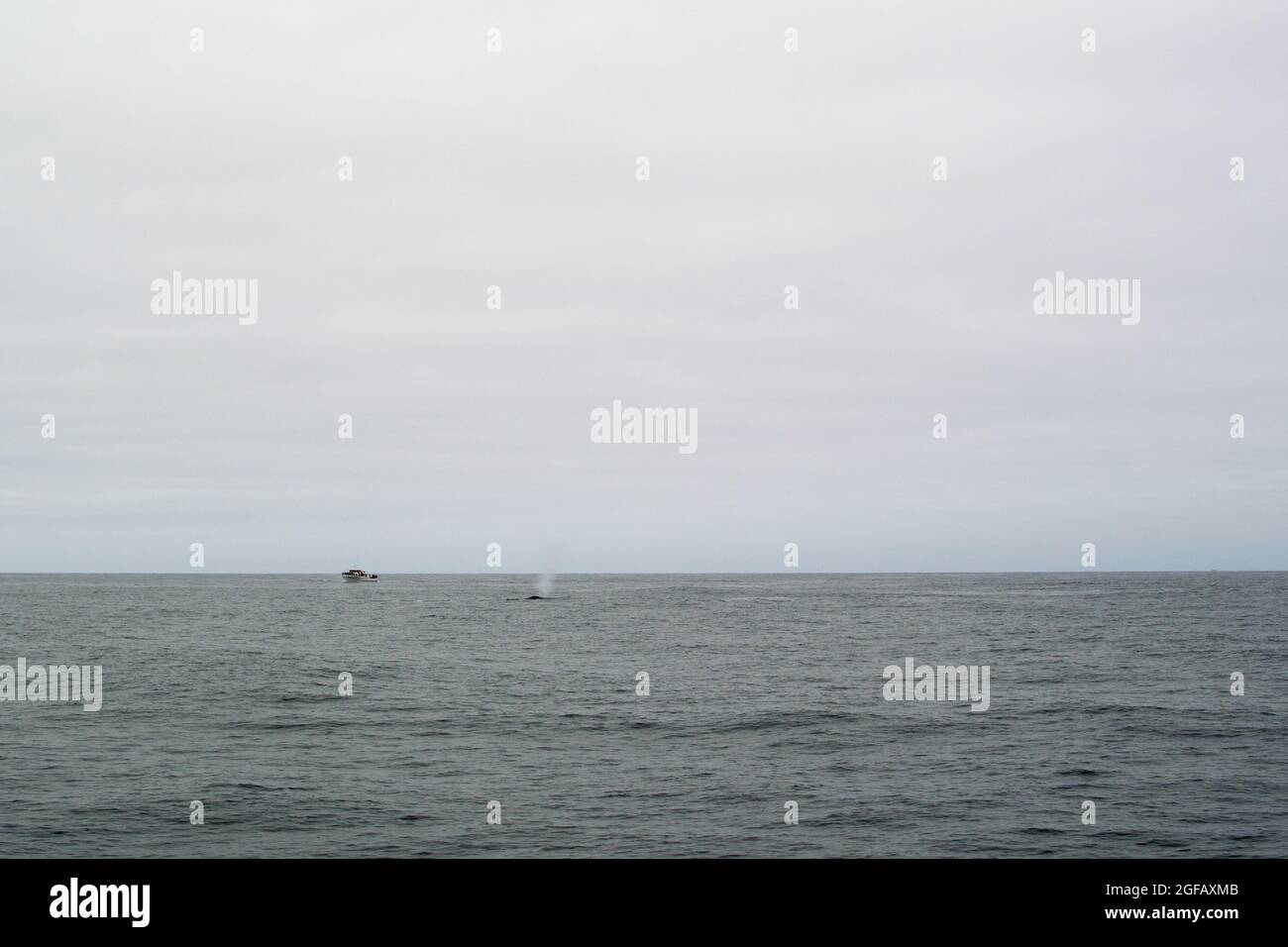 Blue Whale sale al aire frente al barco de avistamiento de ballenas. Pico de aire del orificio de purga. Día nublado en el océano. Foto de stock