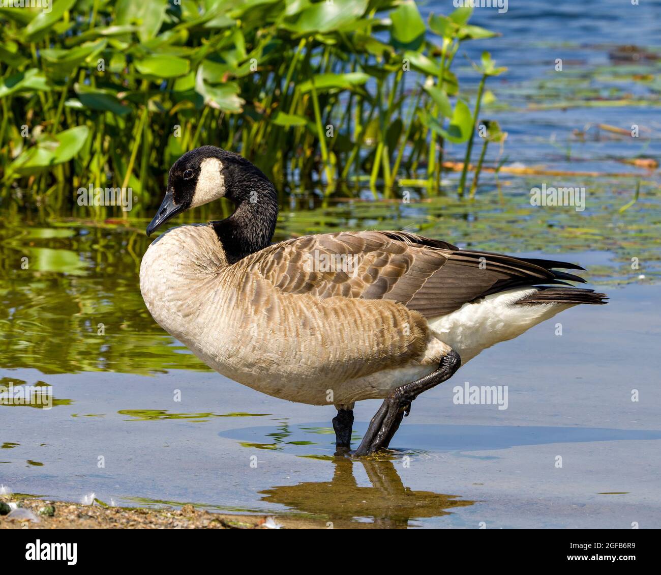 Canadá Geese caminando por el agua mostrando suaves alas de plumaje de plumas marrones en su entorno y hábitat rodeado de un follaje de fondo. Foto de stock