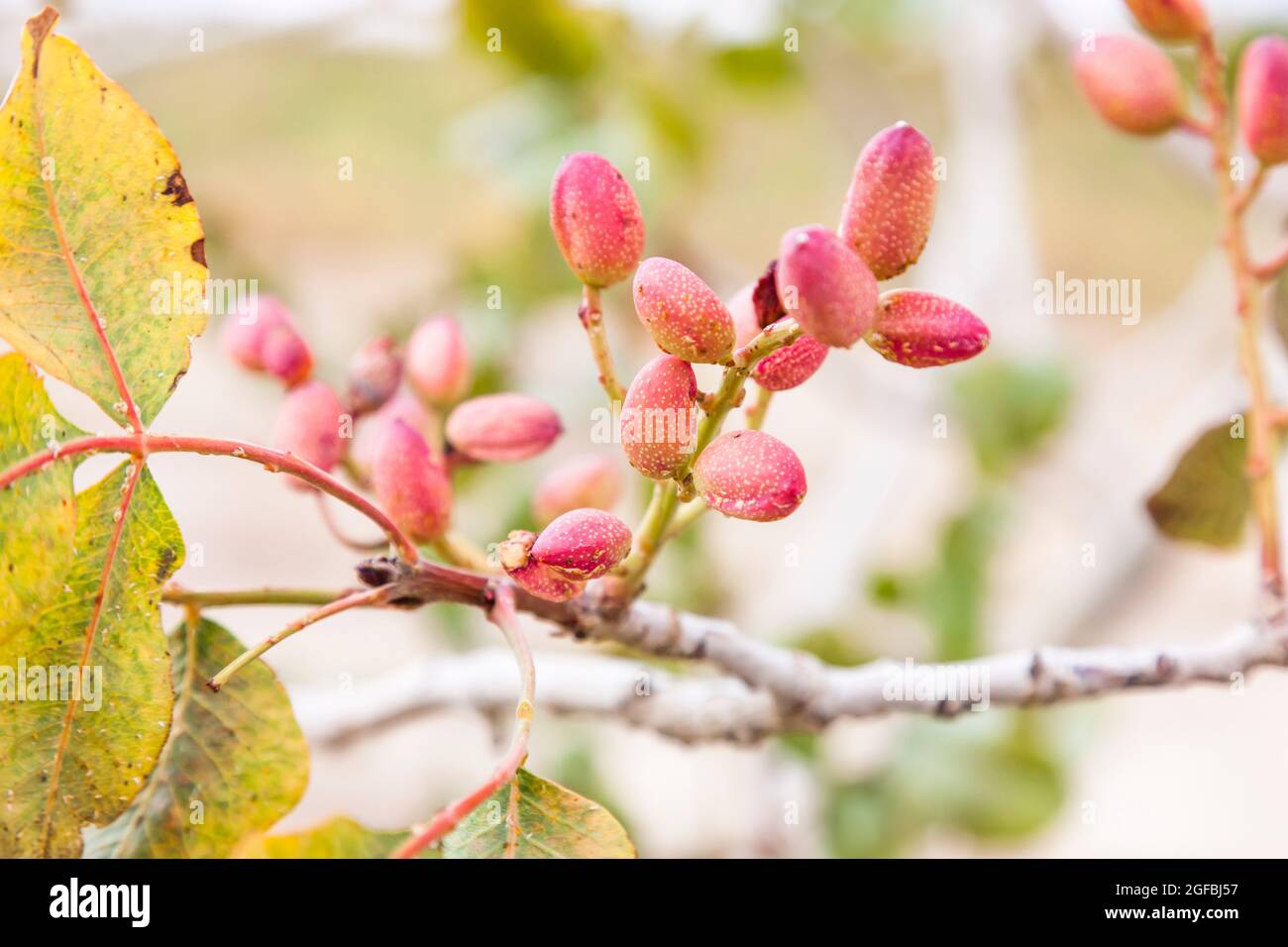 Frutos de pistachos en un campo, Provincia de Semnan, Irán, Persia, Asia Occidental, Asia Foto de stock