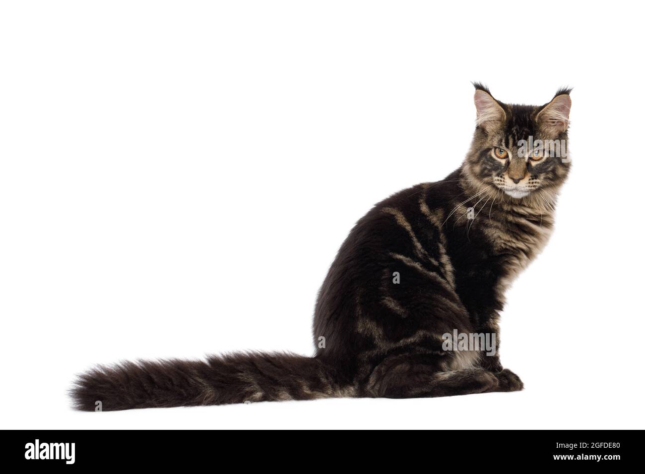 Maine Coon Cat sentado con cola de Furry y mirando hacia atrás aislado sobre fondo blanco, vista lateral Foto de stock
