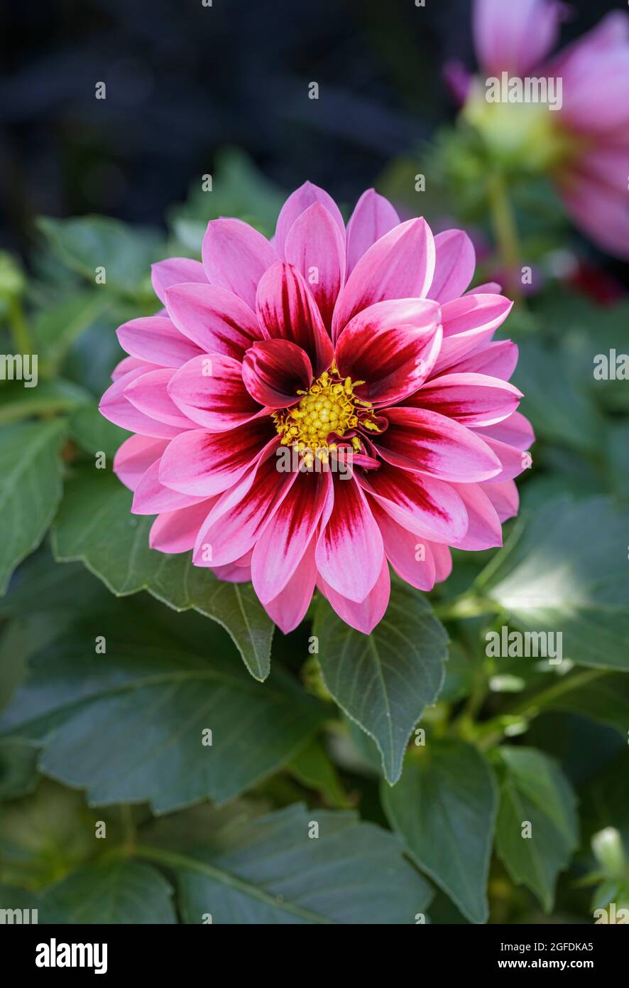 Dahlia Amazone en flor Foto de stock