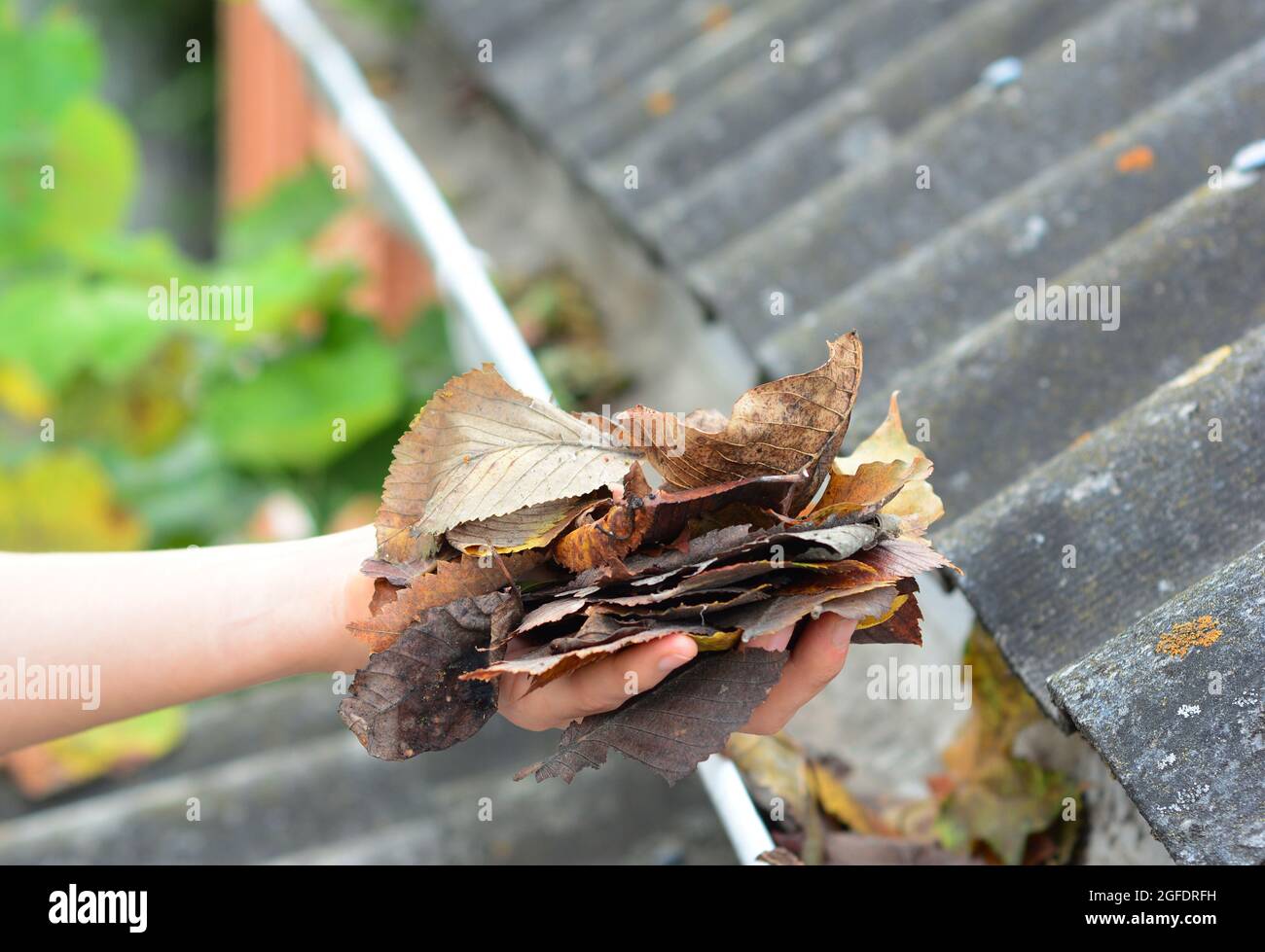 Un dueño de casa está limpiando los canalones del techo quitándose los escombros, las hojas secas caídas a mano para mantener el canalón de lluvia sin obstrucciones y libre de agua de lluvia Foto de stock