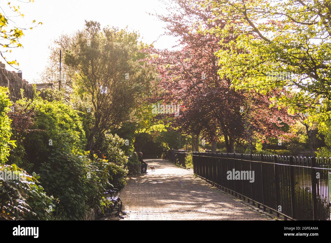 Parque con grandes árboles en Europa en el día soleado Foto de stock