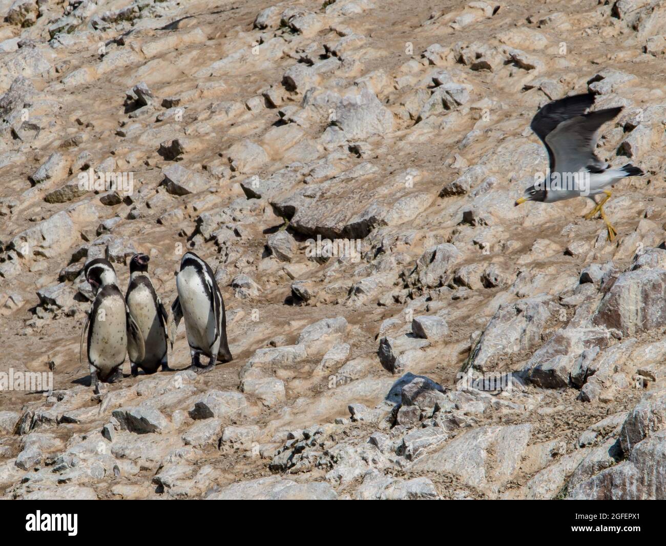 Humboldt Pingüinos sobre rocas y gaviota voladora en las Islas