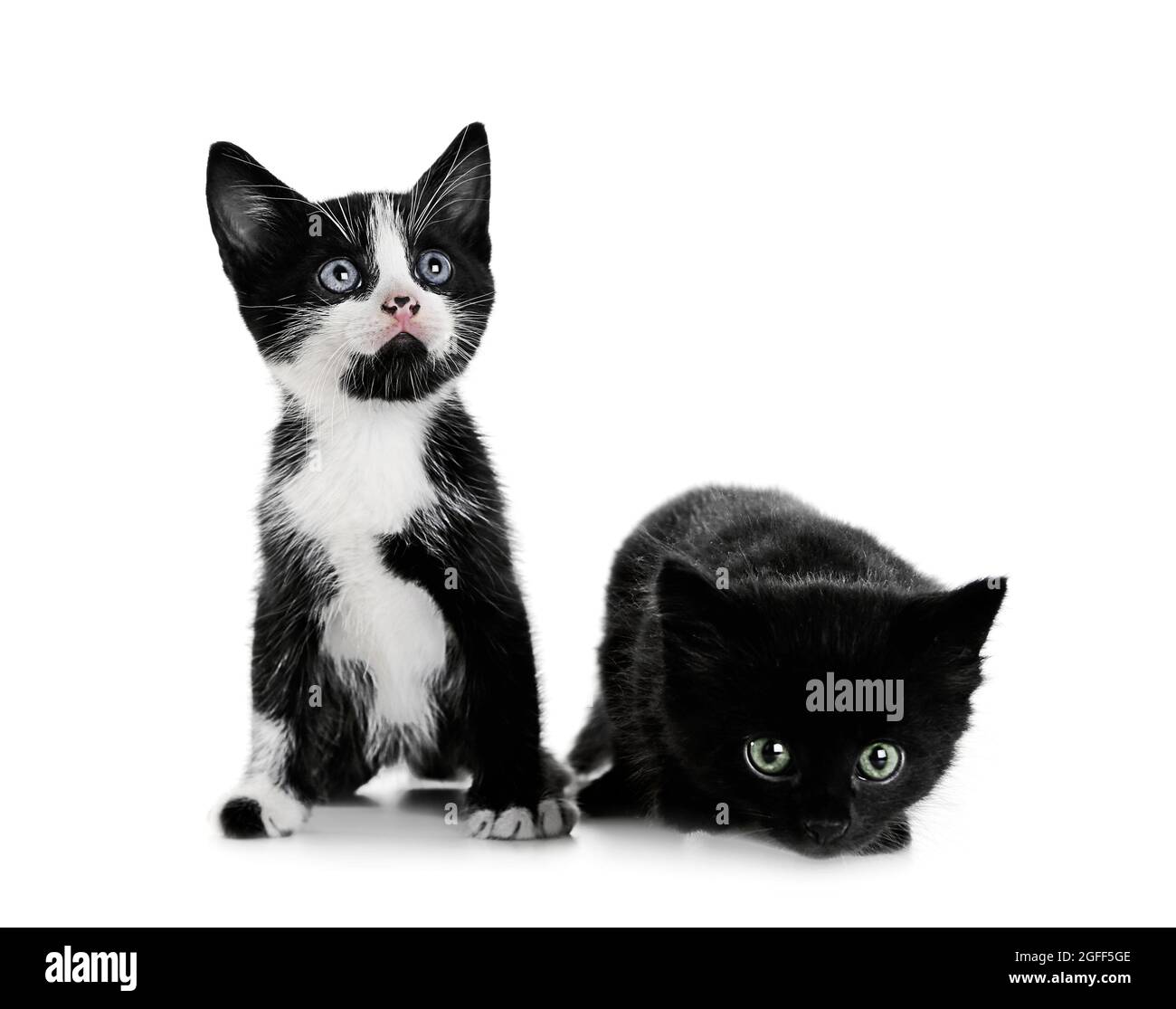 Lindos gatos pequeños, aislado en blanco Fotografía de stock - Alamy