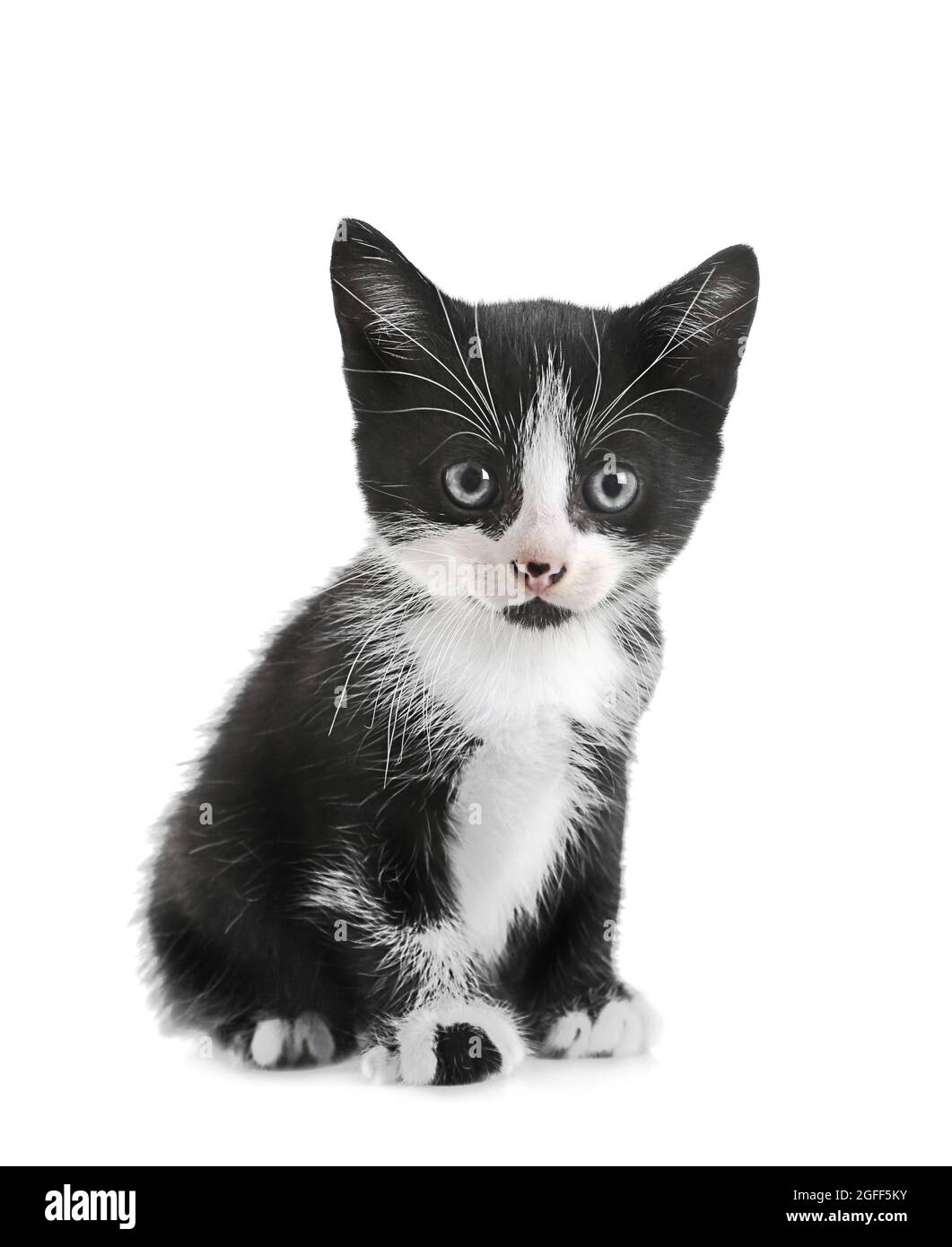 molestarse Exitoso himno Nacional Lindo gato pequeño, aislado en blanco Fotografía de stock - Alamy