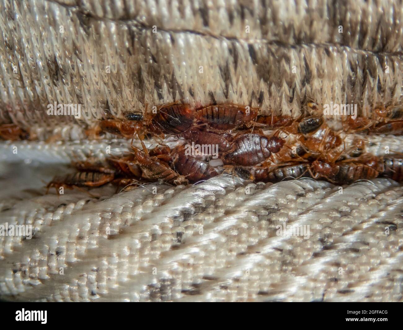 Ninfas de chinches fotografías e imágenes de alta resolución - Alamy