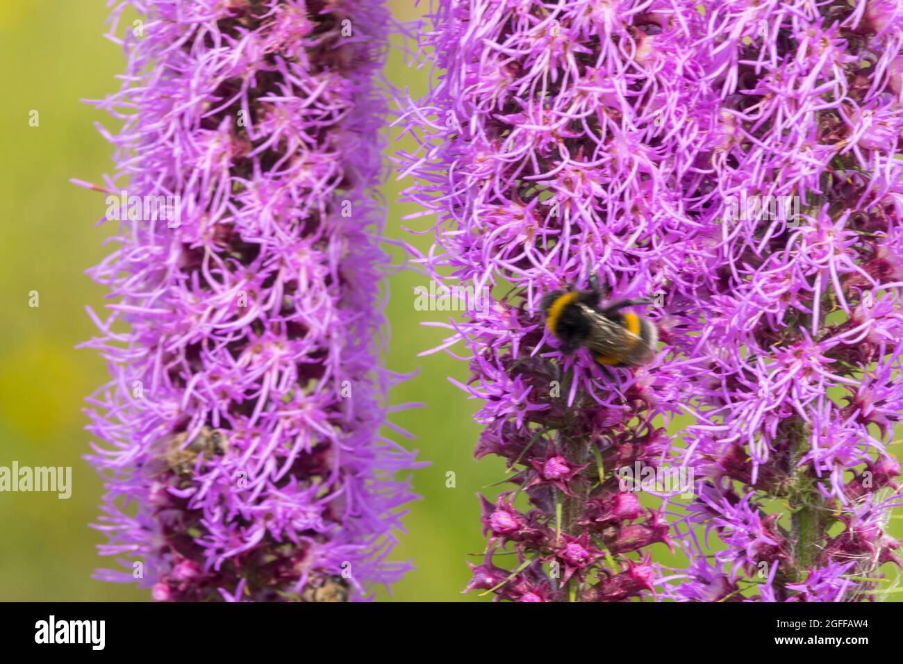 Bumblebee en Grassleaf Gayfeather Liatris pilosa, Liatris graminifolia Foto de stock
