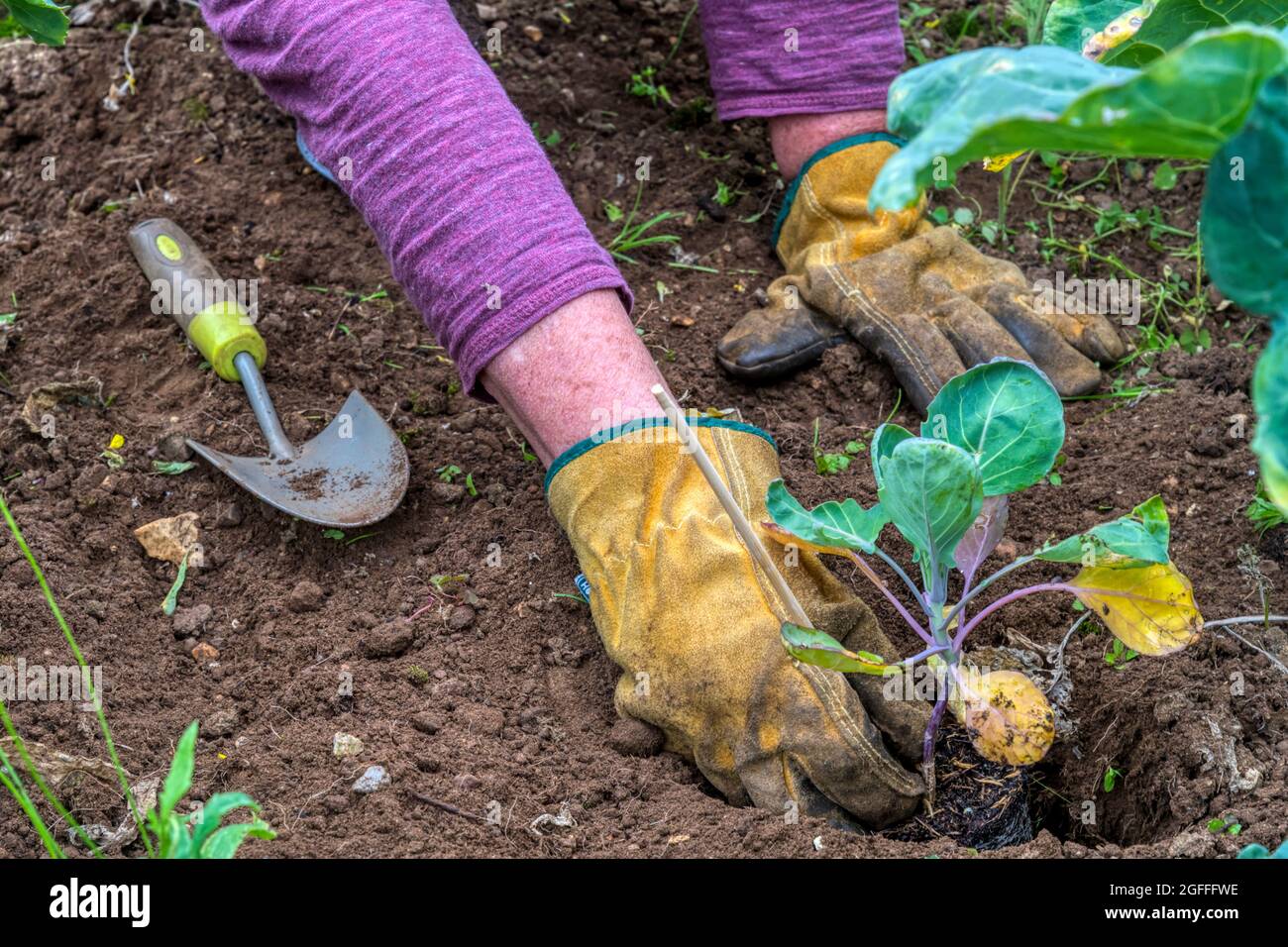 Mujer plantando Bruselas planta 'Crispus', Brassica oleracea. Foto de stock