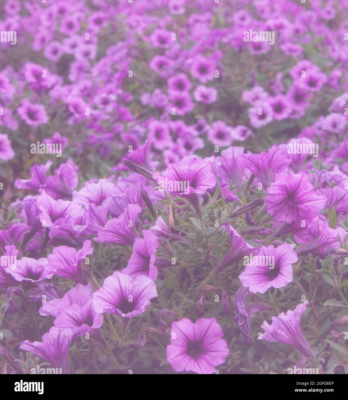 Flores de petunia púrpura brillante en un lecho de flores Foto de stock
