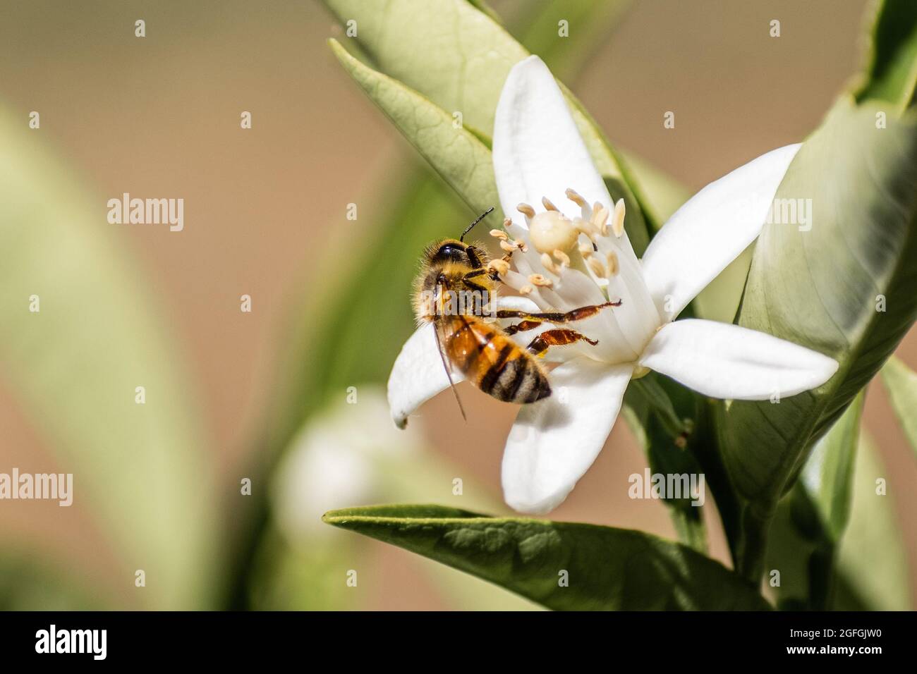 Abeja de miel polinizando una flor de árbol naranja, California Foto de stock