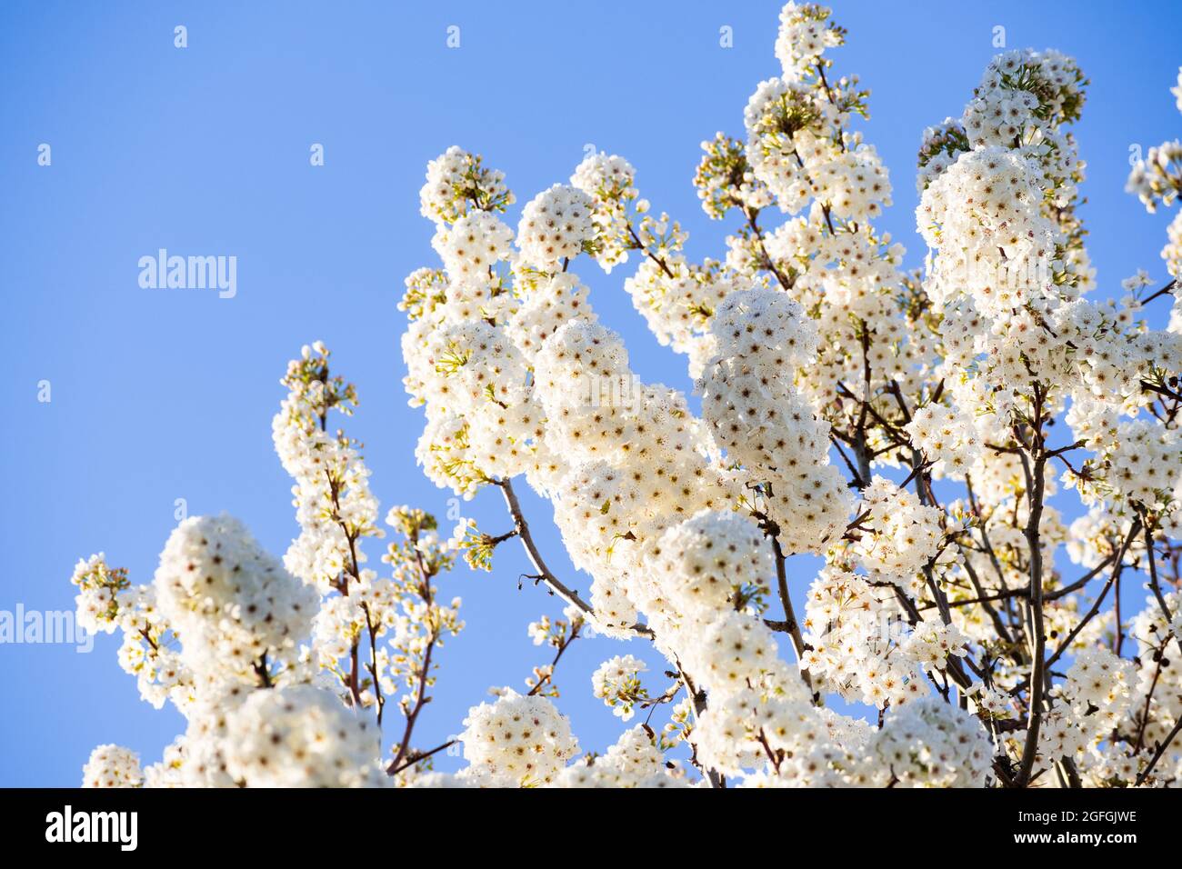 Ramas de árboles cubiertas de flores de primavera; California Foto de stock
