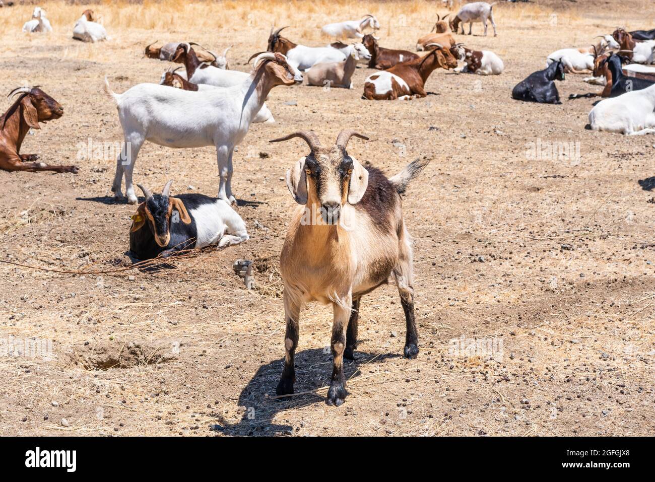 Rebaño de cabras pastando en un campo en el área de la Bahía de San Francisco Este; cabras están siendo usadas en todo California como una herramienta de prevención de incendios forestales, manteniéndose Foto de stock