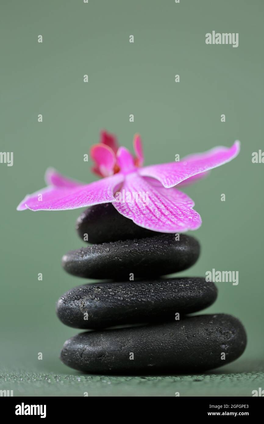 Masaje Stone.Beauty y armonía. Piedras negras y flores de orquídeas rosas en gotas de agua sobre fondo verde.Hermoso Zen Stones. Foto de stock