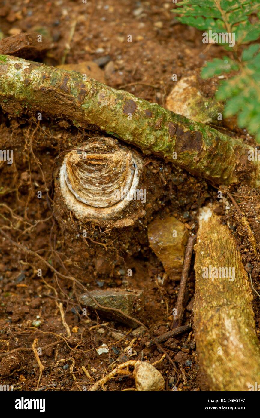 La madriguera de la araña de la trampilla (Euoplos thynnearum). Foto de stock