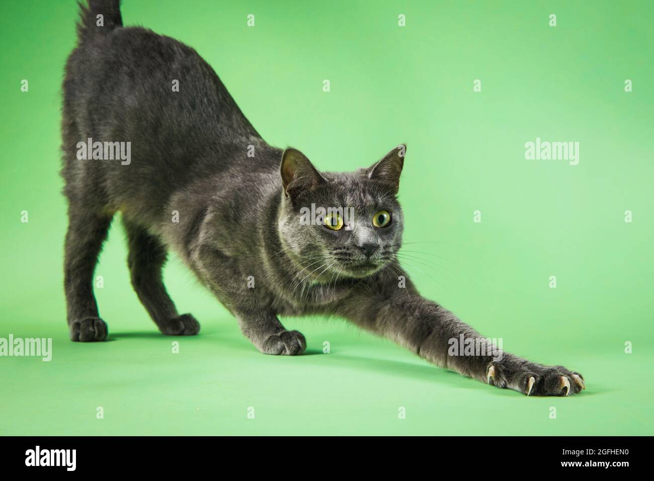 Un gato gris joven que se estira con garras en un fondo de estudio, Foto de stock