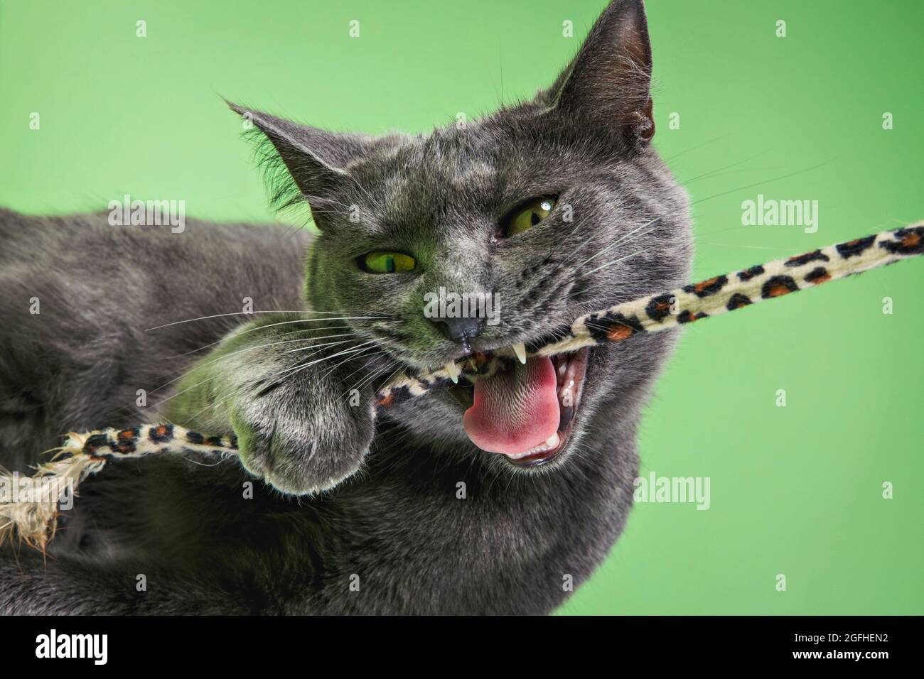 Un primer plano de un gato gris joven sobre un fondo de estudio que ataca un juguete de varita con una expresión salvaje. Foto de stock