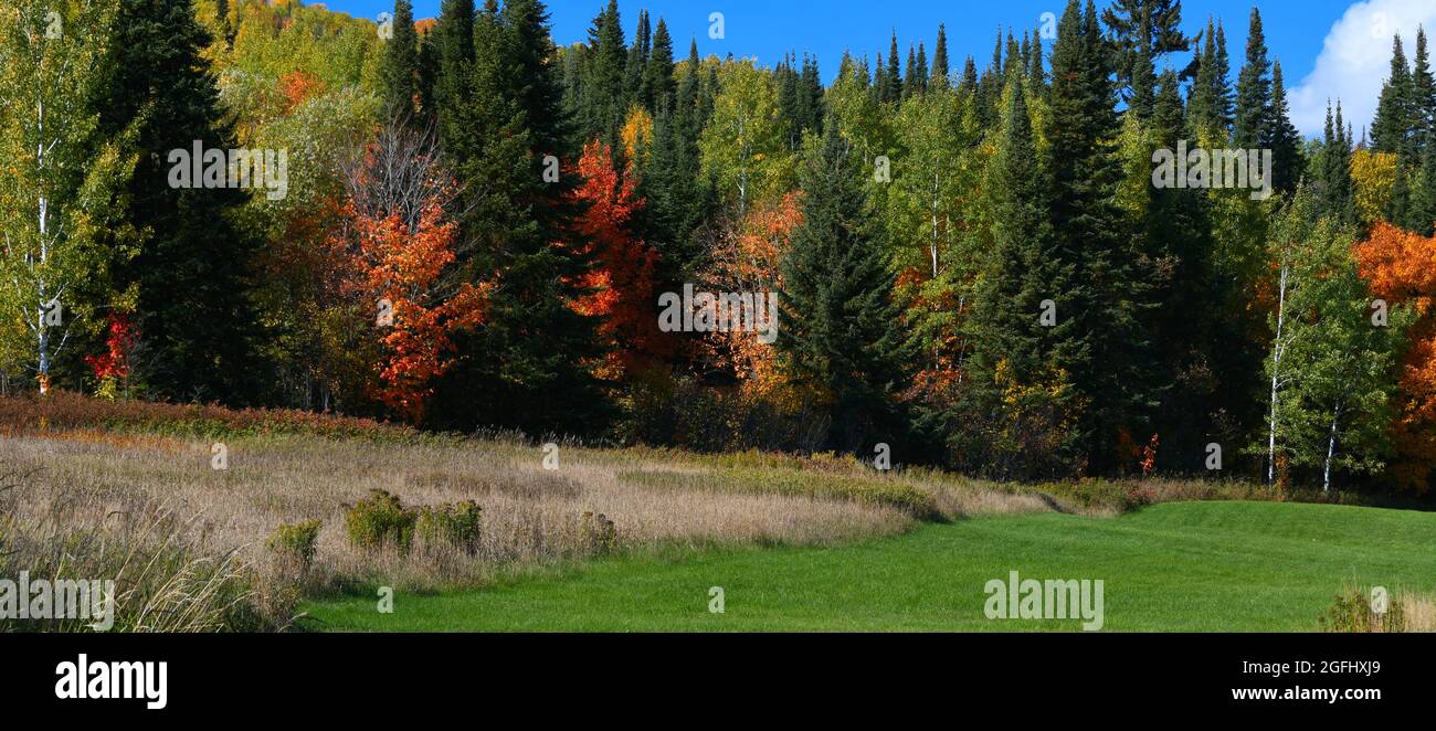 Un paisaje de un bosque mixto en un día soleado en Canadá, con malas hierbas secas y hierba verde en primer plano. Foto de stock