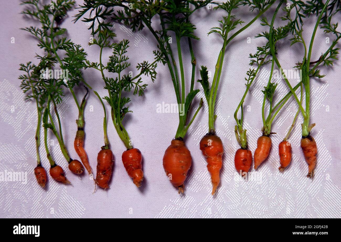Zanahorias salvajes excavadas en el camino de entrada de la granja Foto de stock