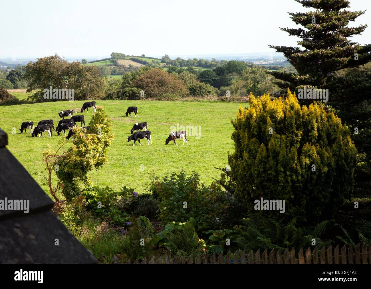 Los becerros disfrutan de su primera excursión en pasturas, país de Drumlin, Co Monaghan, Irlanda Foto de stock