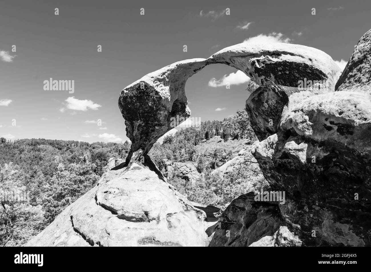 Arco de piedra arenisca único en el bosque de pinos en seco soleado día de verano. Bohemian Paradise, República Checa. Imagen en blanco y negro. Foto de stock