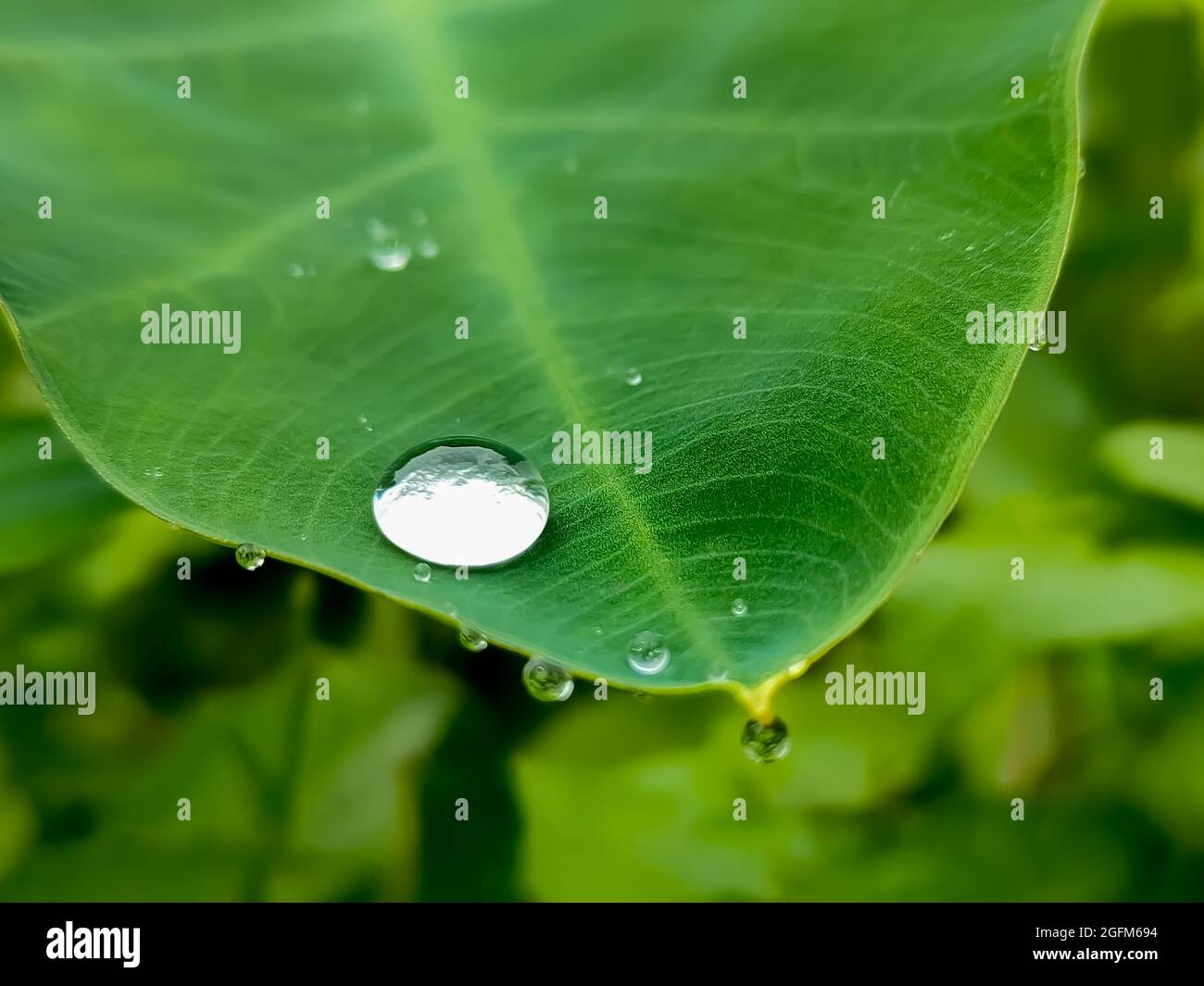 Gotas de agua sobre hojas verdes Foto de stock