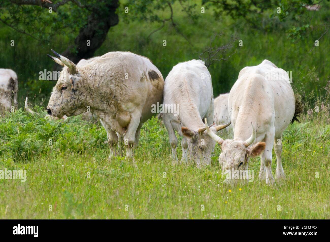 Chillingham Wild Cattle Foto de stock