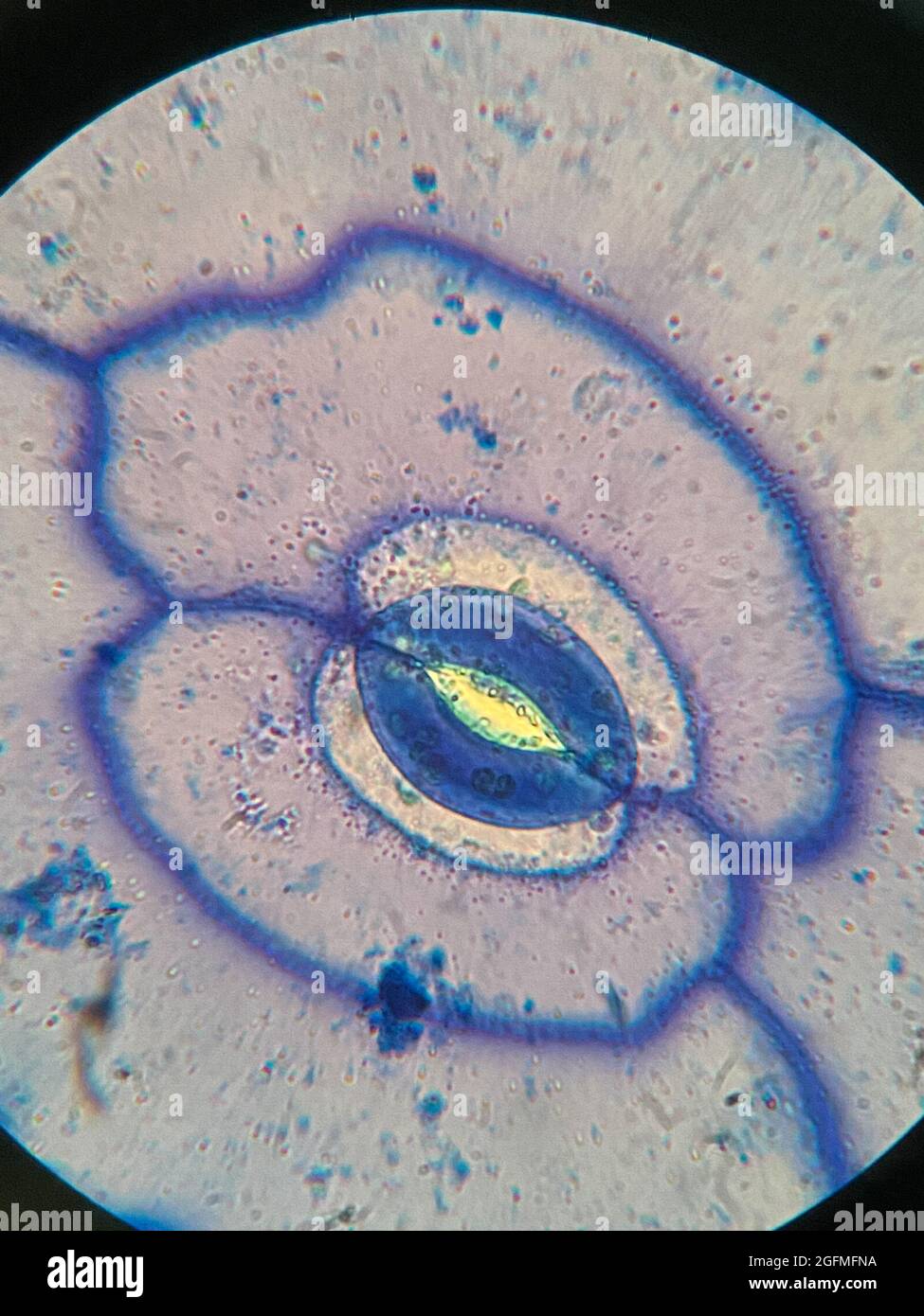 Foto microscópica de estomas en la hoja de la planta de Portulaca oleracea Foto de stock