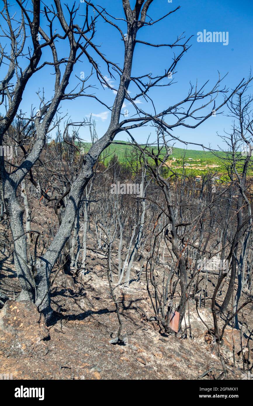 Quemó bosques en Attica, Grecia, después de los incendios forestales en el Monte Parnitha y los distritos de Varympompi y Tatoi, a principios de agosto de 2021. Foto de stock