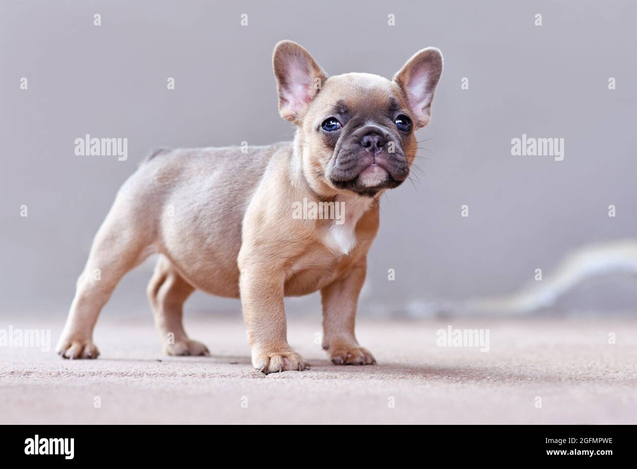 French Bulldog Side View Fawn Fotos E Imagenes De Stock Alamy