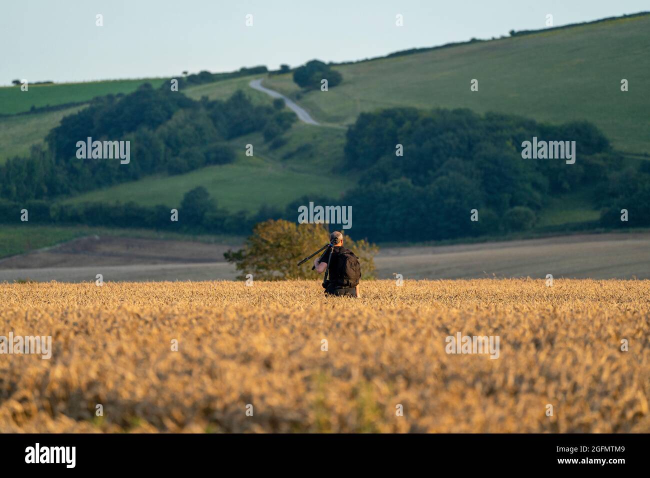 Un fotógrafo masculino camina entre un campo de Trigo-Triticum Foto de stock