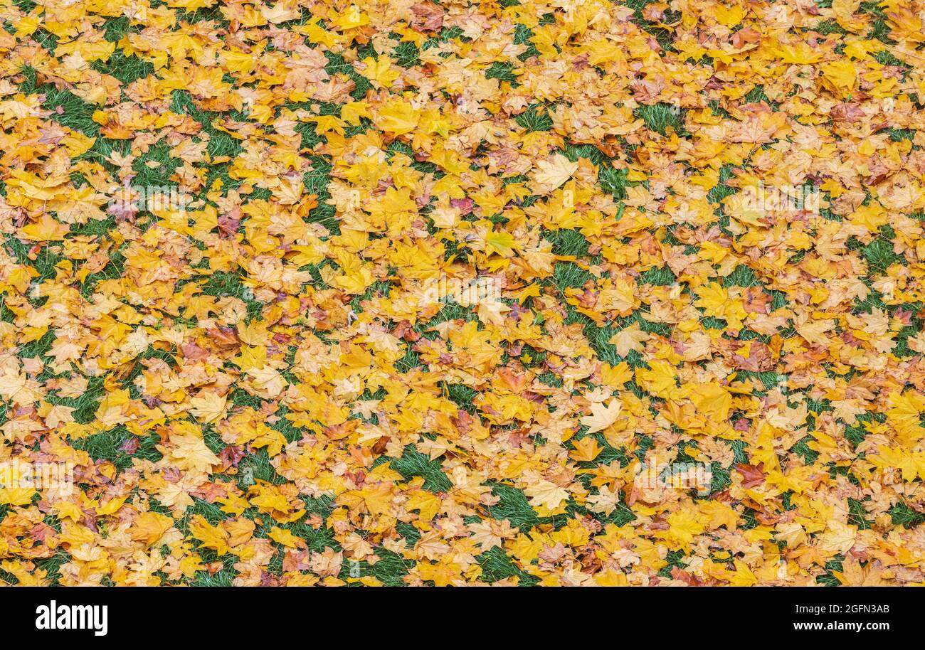 vista superior de las hojas otoñales Foto de stock