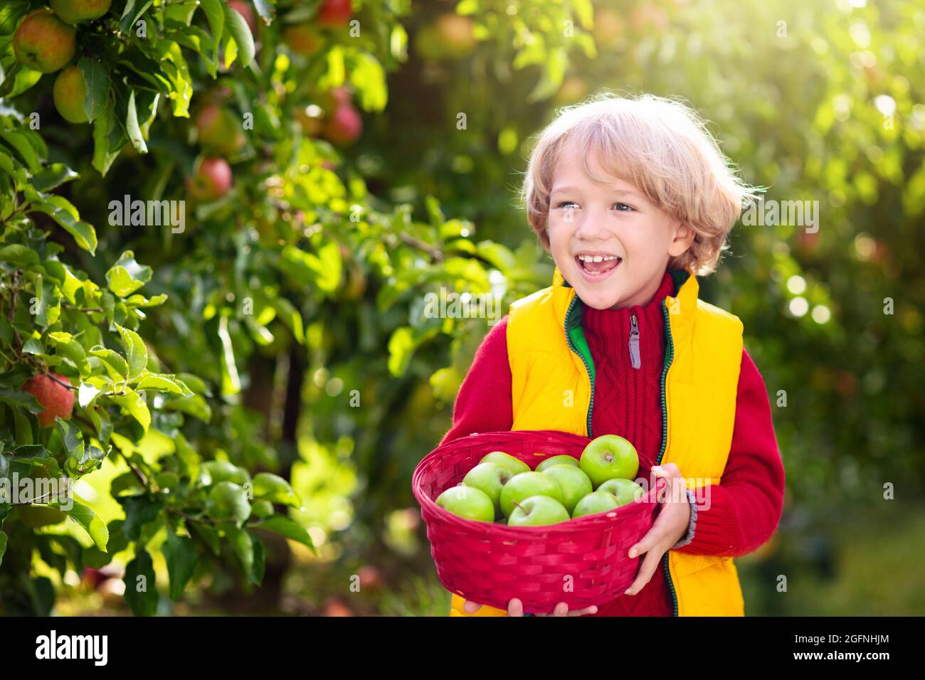 Niño recogiendo manzanas en la granja. Apple huerto diversión para los