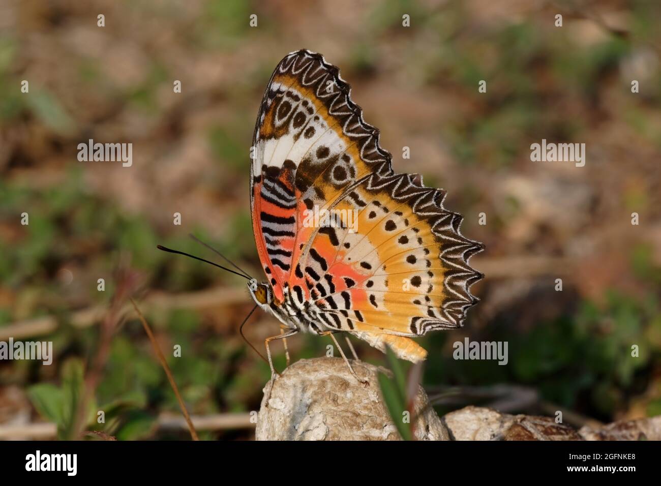 Leopardo Mariposa laceante (Cetosia cyane) macho adulto que alimenta en heces de perro con alas cerradas norte de Tailandia Noviembre Foto de stock