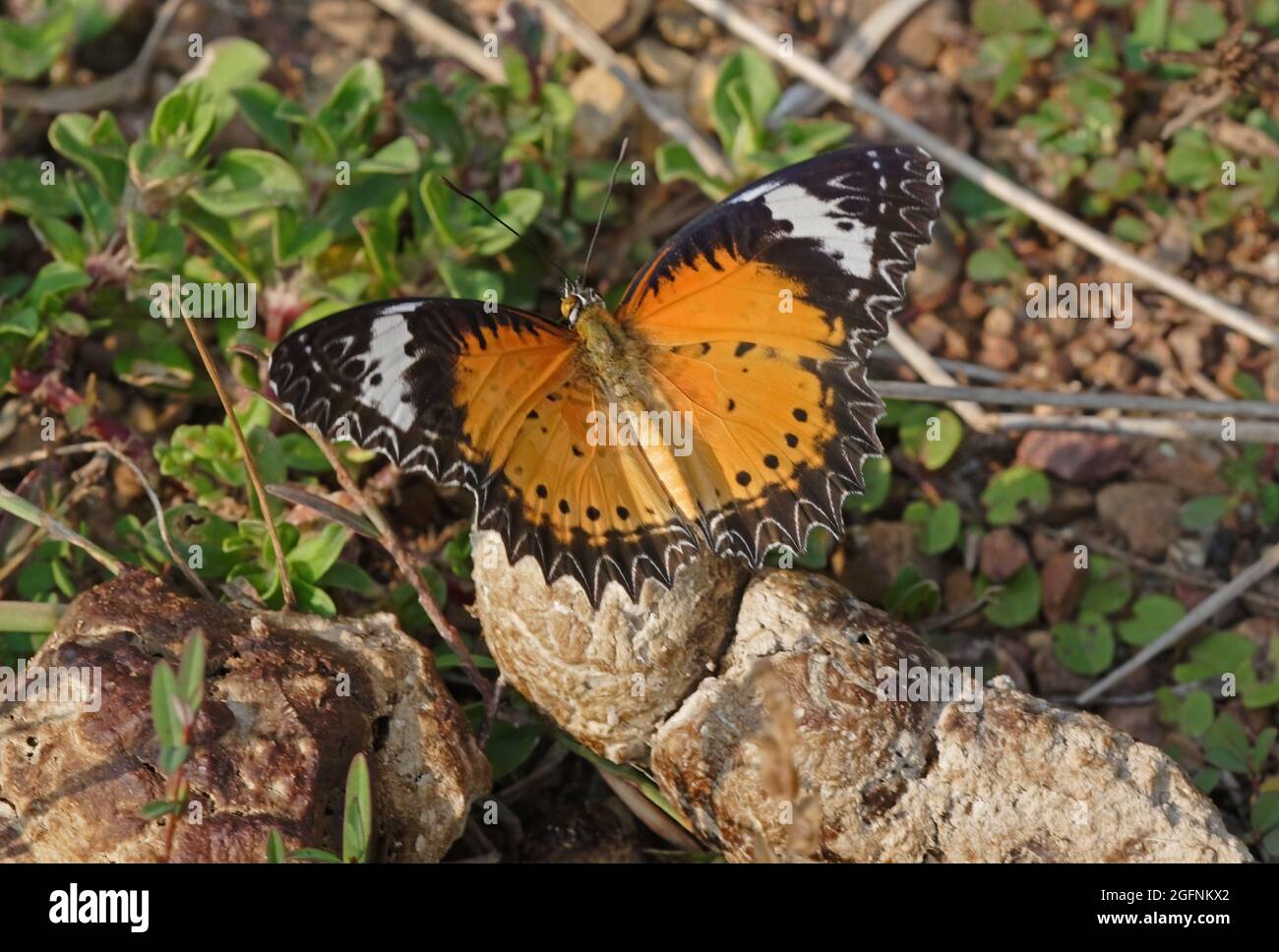 Leopardo Mariposa laceante (Cetosia cyane) macho adulto que alimenta en heces de perro con alas abiertas al norte de Tailandia Noviembre Foto de stock