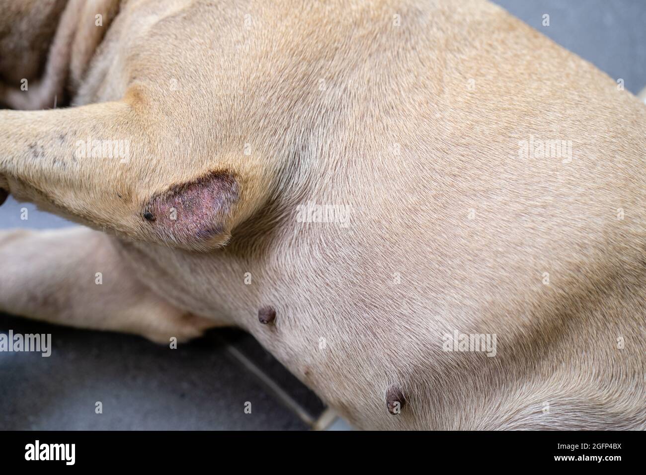 Primer plano de un bulldog francés con alergias a la piel tumbado en el suelo Foto de stock