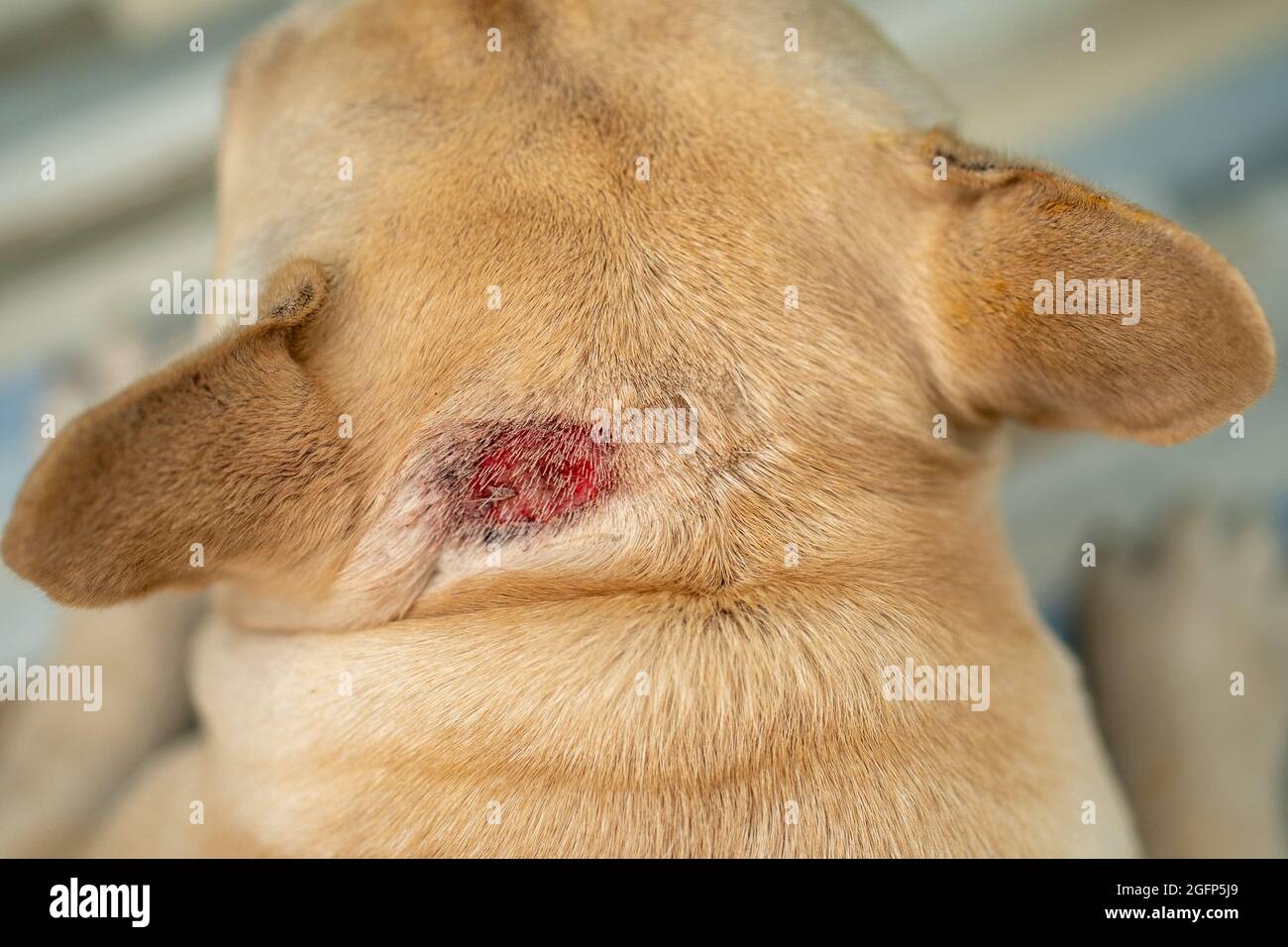 Primer plano de un bulldog francés con alergias a la piel tumbado en el suelo Foto de stock