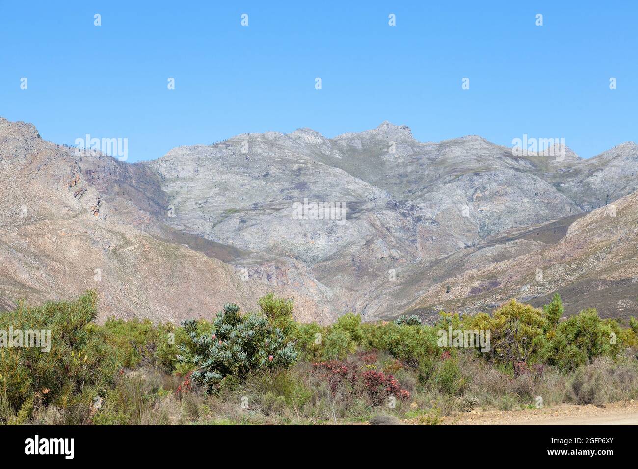 Fynbos de montaña en las montañas Riviersonderend cerca de McGregor, Cabo Occidental, Sudáfrica Foto de stock