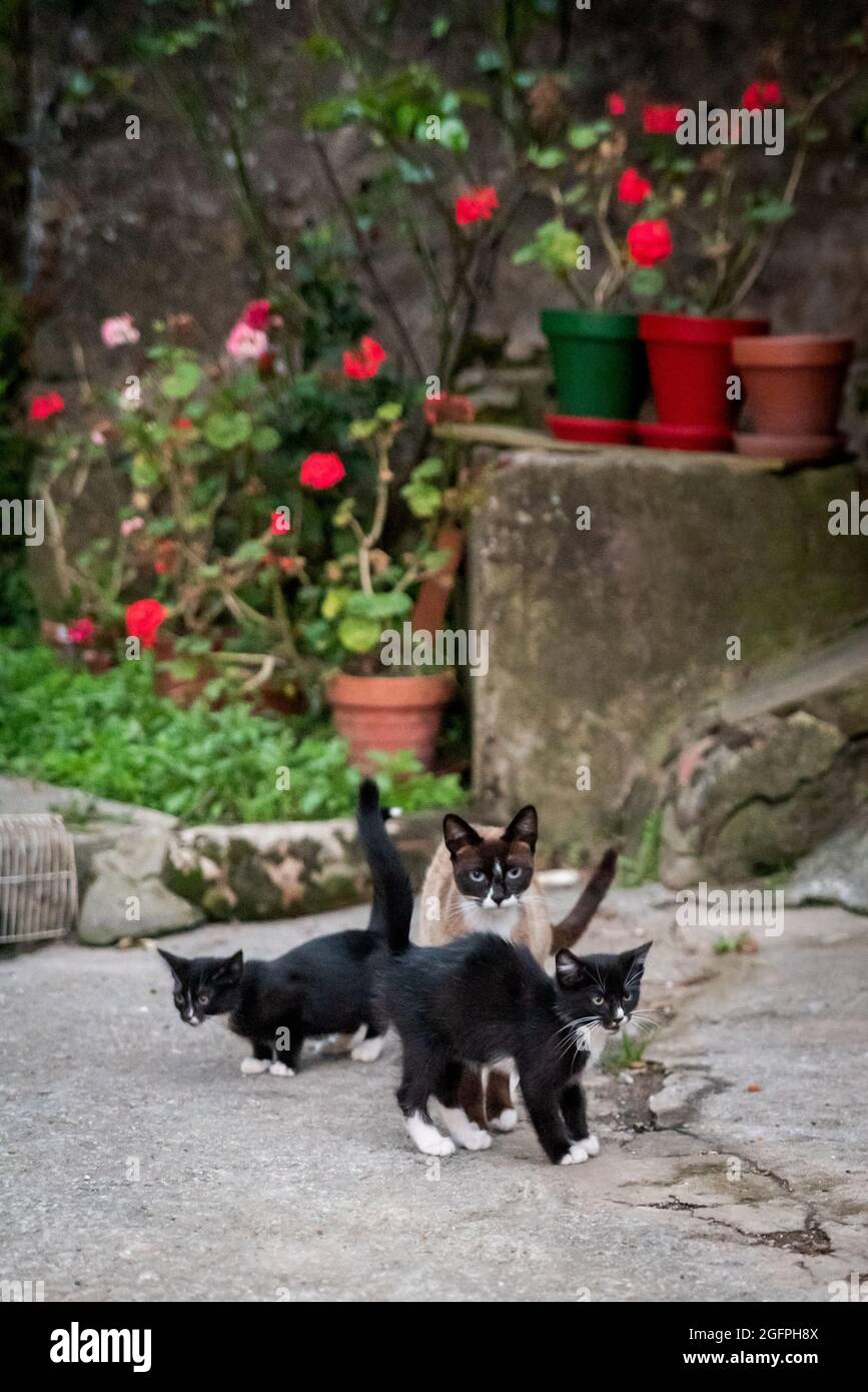 Familia de gatos en un parque Foto de stock