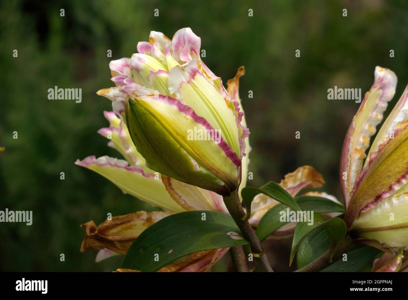 Plantar lirios dobles fotografías e imágenes de alta resolución - Alamy