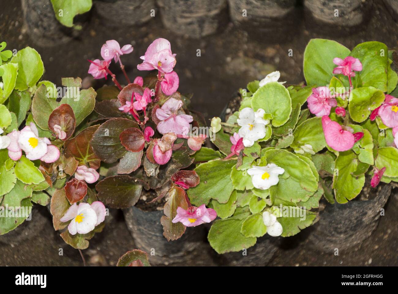 begonia escarlata