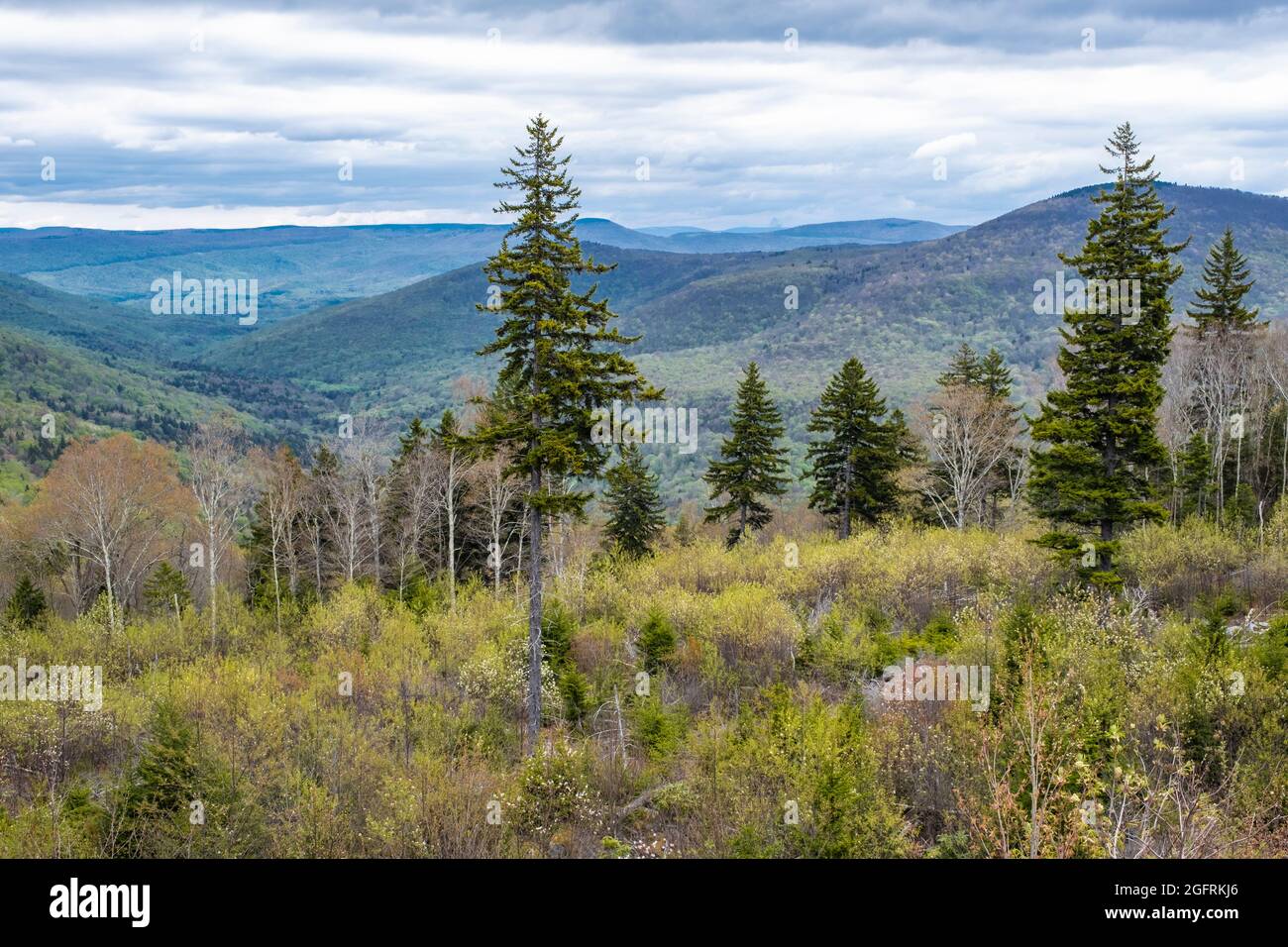 West Virginia Scenic Overlook, State Highway 150, mostrando un nuevo crecimiento después de un claro corte del bosque. Finales de la primavera. Foto de stock