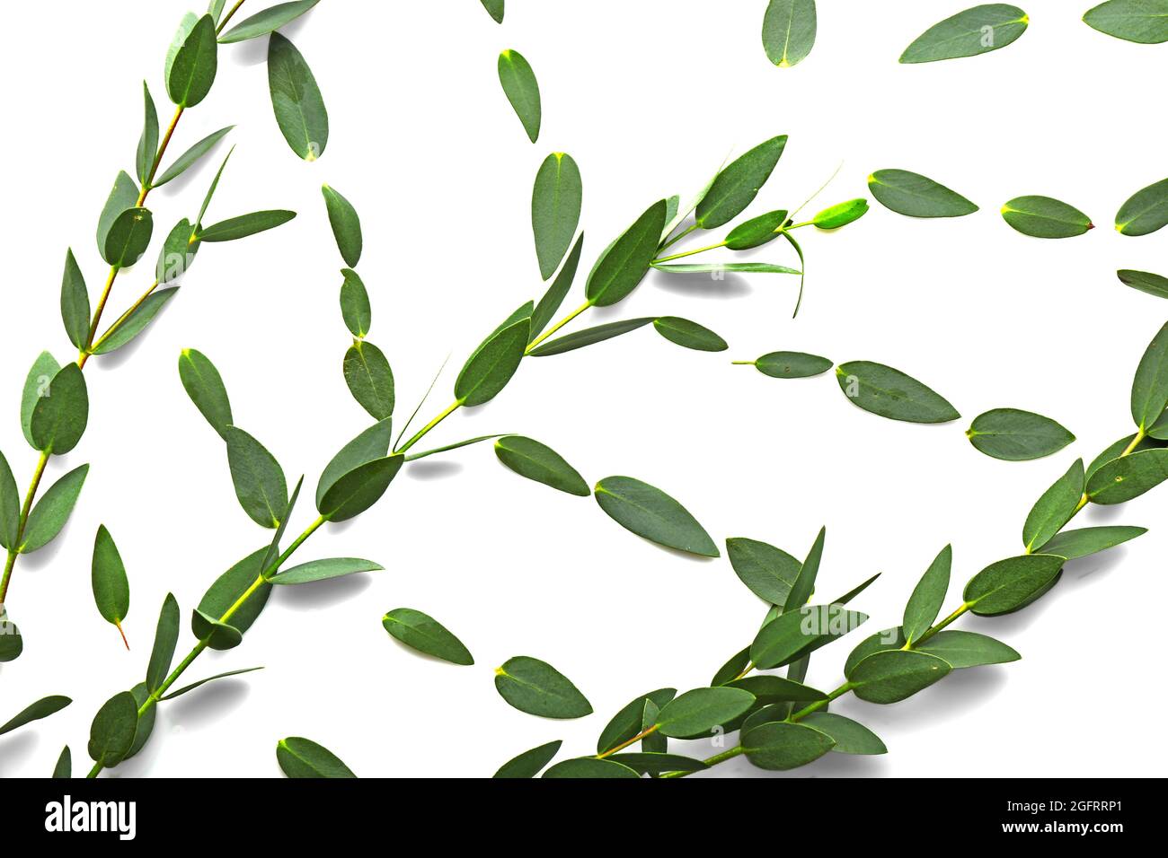 Ramas de eucalipto verde sobre fondo blanco Fotografía de stock - Alamy