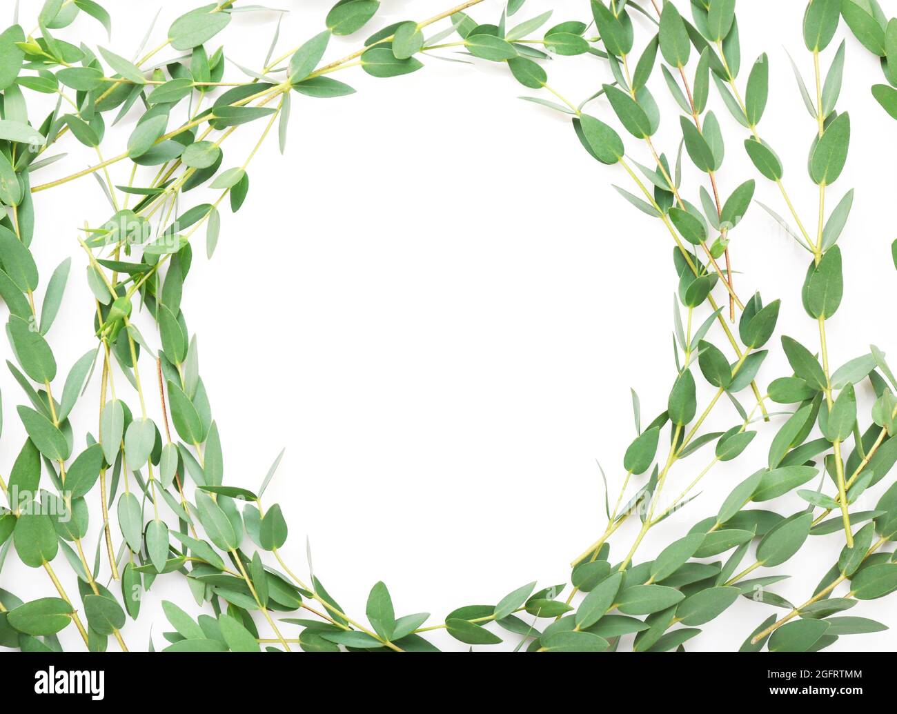 Ramas de eucalipto verde sobre fondo blanco Fotografía de stock - Alamy