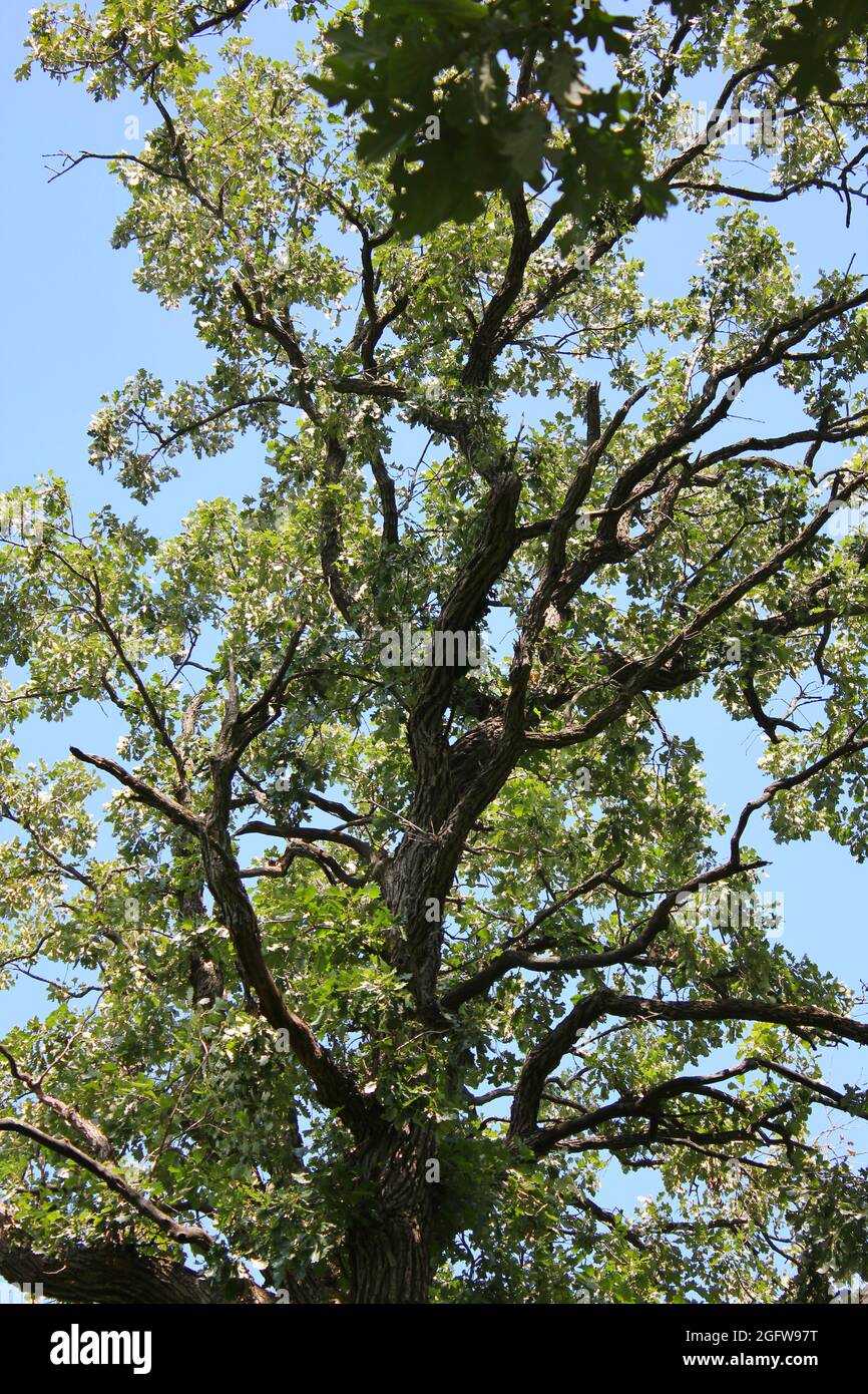 Hermosos árboles verdes frondosos creciendo en el sol brillante del verano  Fotografía de stock - Alamy