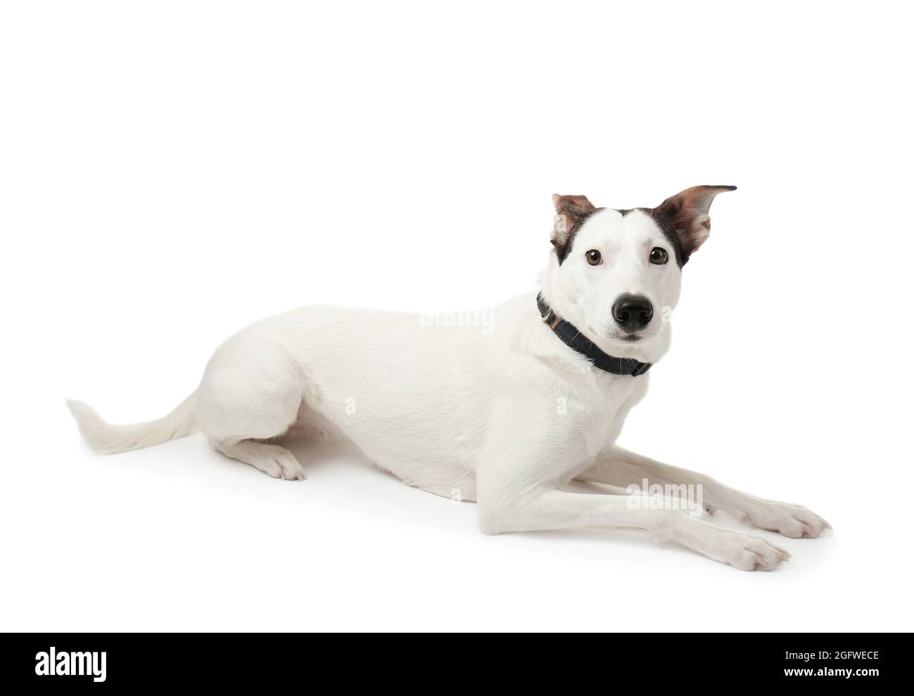 Gracioso perro ratonero andaluz sobre fondo blanco Fotografía de stock -  Alamy