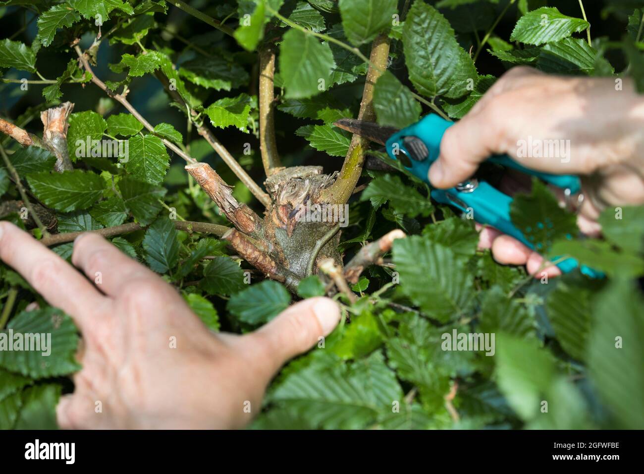 Cortar un levantaclaras de rama en una cobertura para crear una oportunidad de anidación para un nido de copa, Alemania Foto de stock
