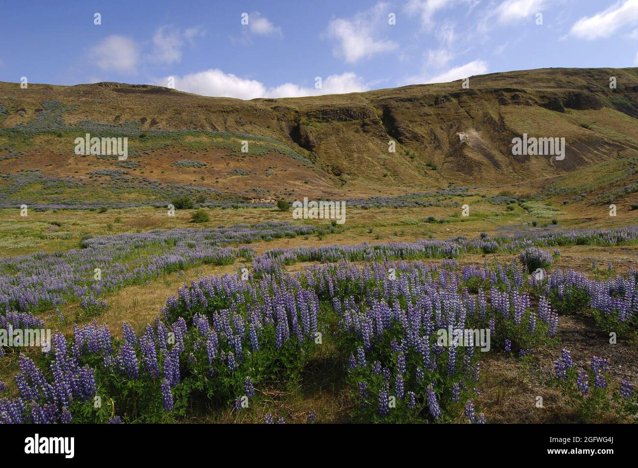 Lupino Nootka, lupino de Alaska (Lupinus nootkatensis), valle lleno de lupino en Stong, Pjorsardalur, centro-sur de Islandia, Islandia Foto de stock