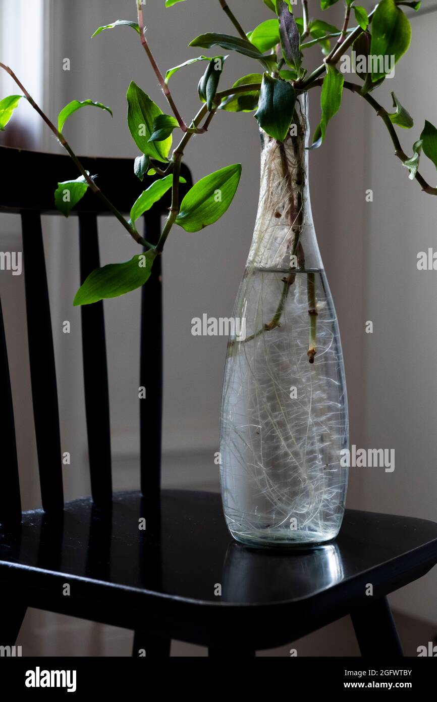 Botella de vidrio con plantas fotografías e imágenes de alta resolución -  Alamy